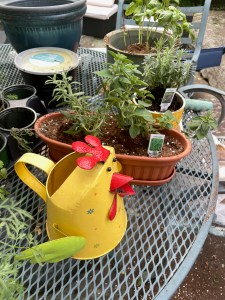 Potted herbs with watering can