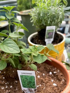 potted herb with tags