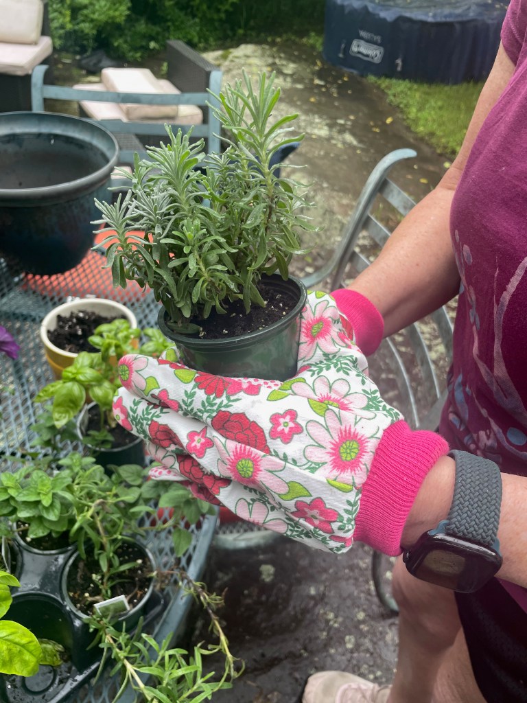 Potting herbs