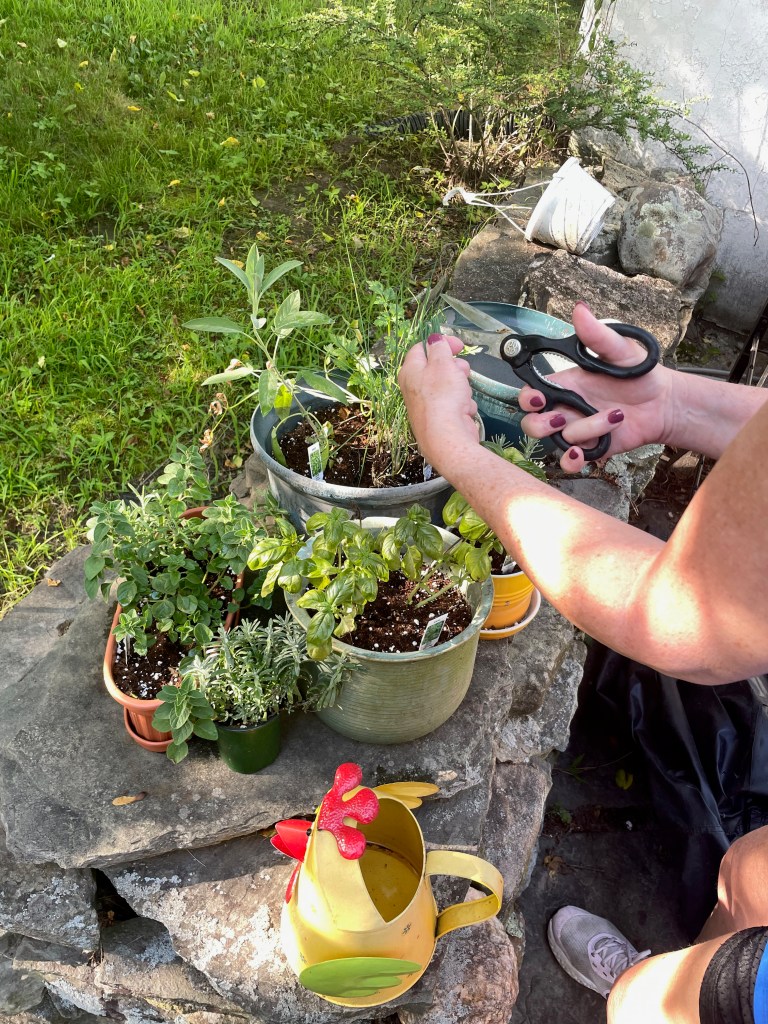 Picking fresh herbs for fish packet