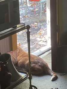 Cat sitting in the doorway