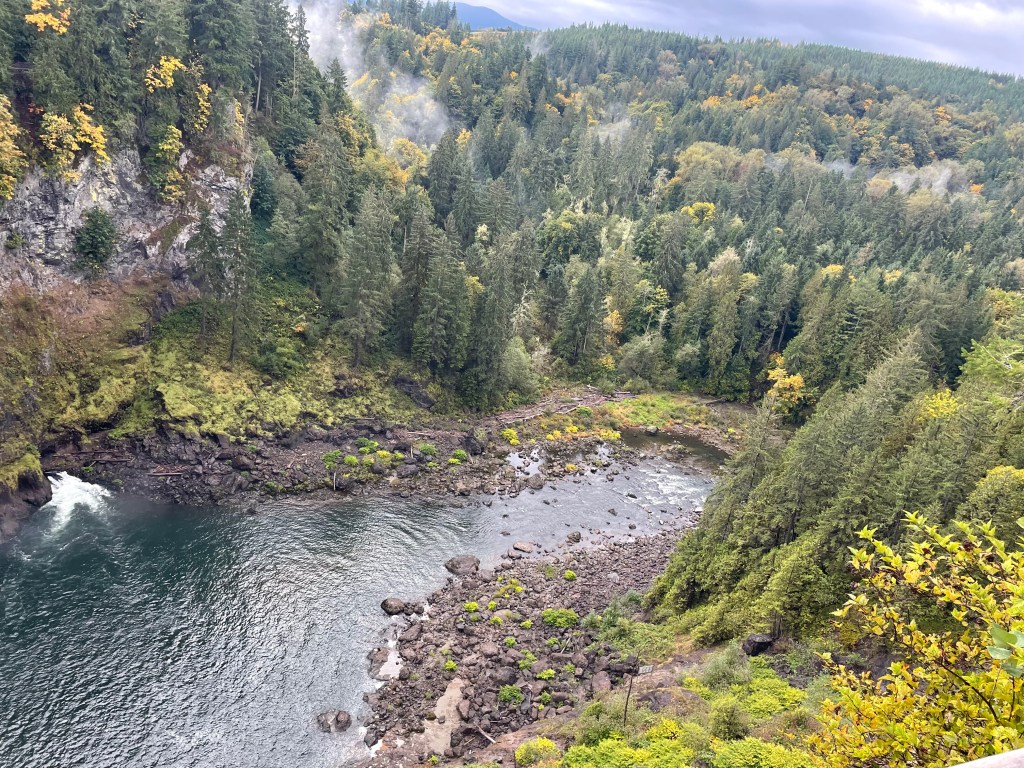 Beautiful forrest outside Seattle